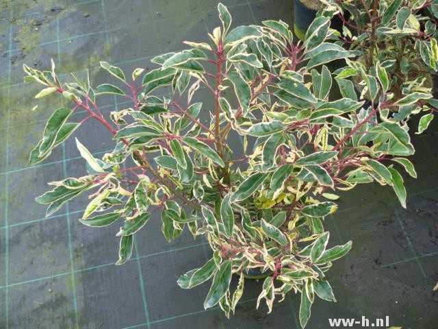 Prunus lusitanica 'Variegata'