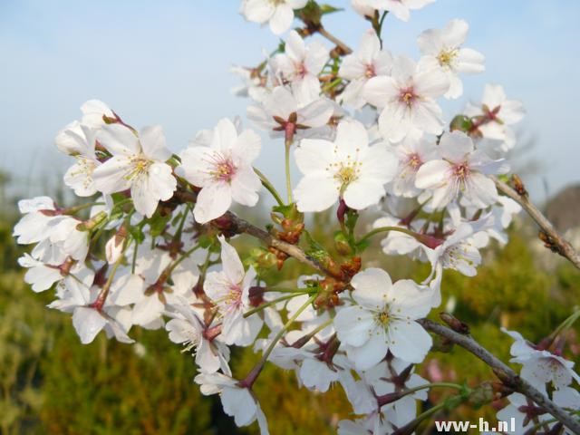 Prunus nipponica 'Brillant'