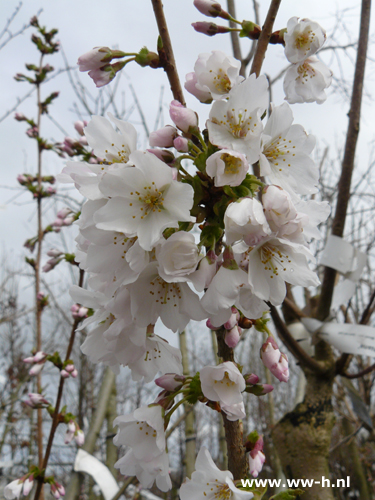 Prunus nipponica 'Brillant'