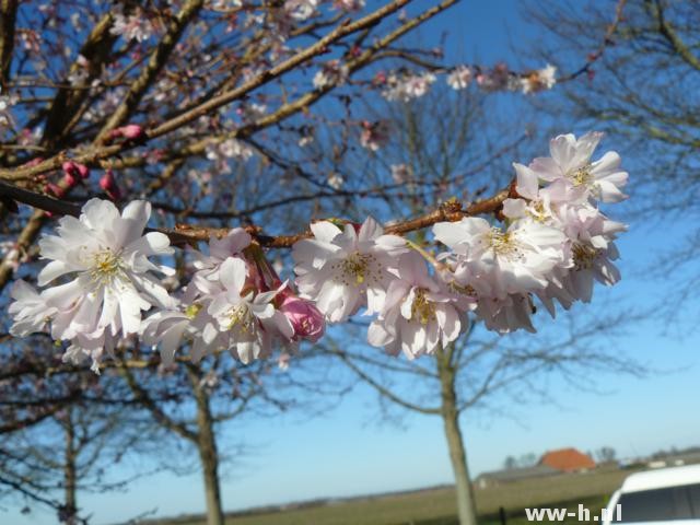 Prunus subhirtella 'Autumnalis'