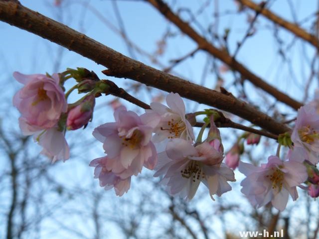 Prunus subhirtella 'Autumnalis'