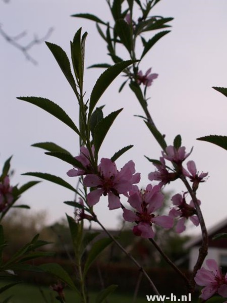 Prunus tenella