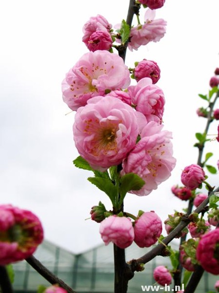 Prunus triloba