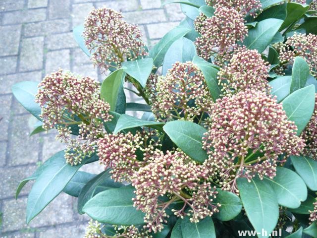 Skimmia japonica 'Emerald King'