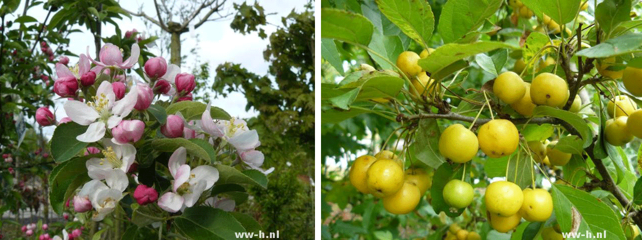 Malus 'Golden Hornet'