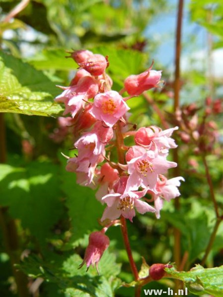 Neillia affinis