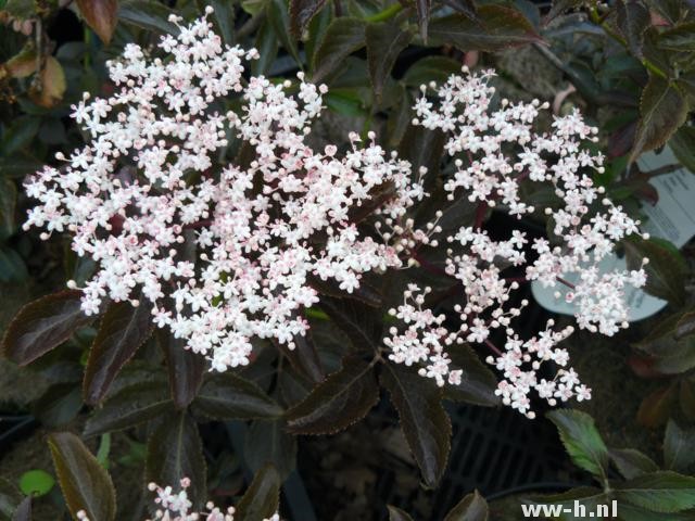 Sambucus nigra 'Guincho Purple'